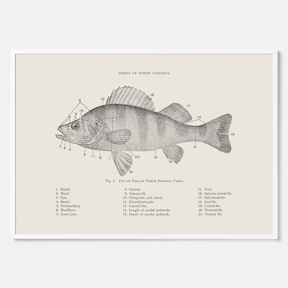 Abborre poster No.2 – Fiskposter – Plansch med fisk, kökstavla, köksposter, poster till kök