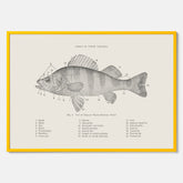 Abborre poster No.2 – Fiskposter – Plansch med fisk, kökstavla, köksposter, poster till kök