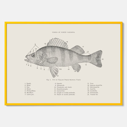 Abborre poster No.2 – Fiskposter – Plansch med fisk, kökstavla, köksposter, poster till kök