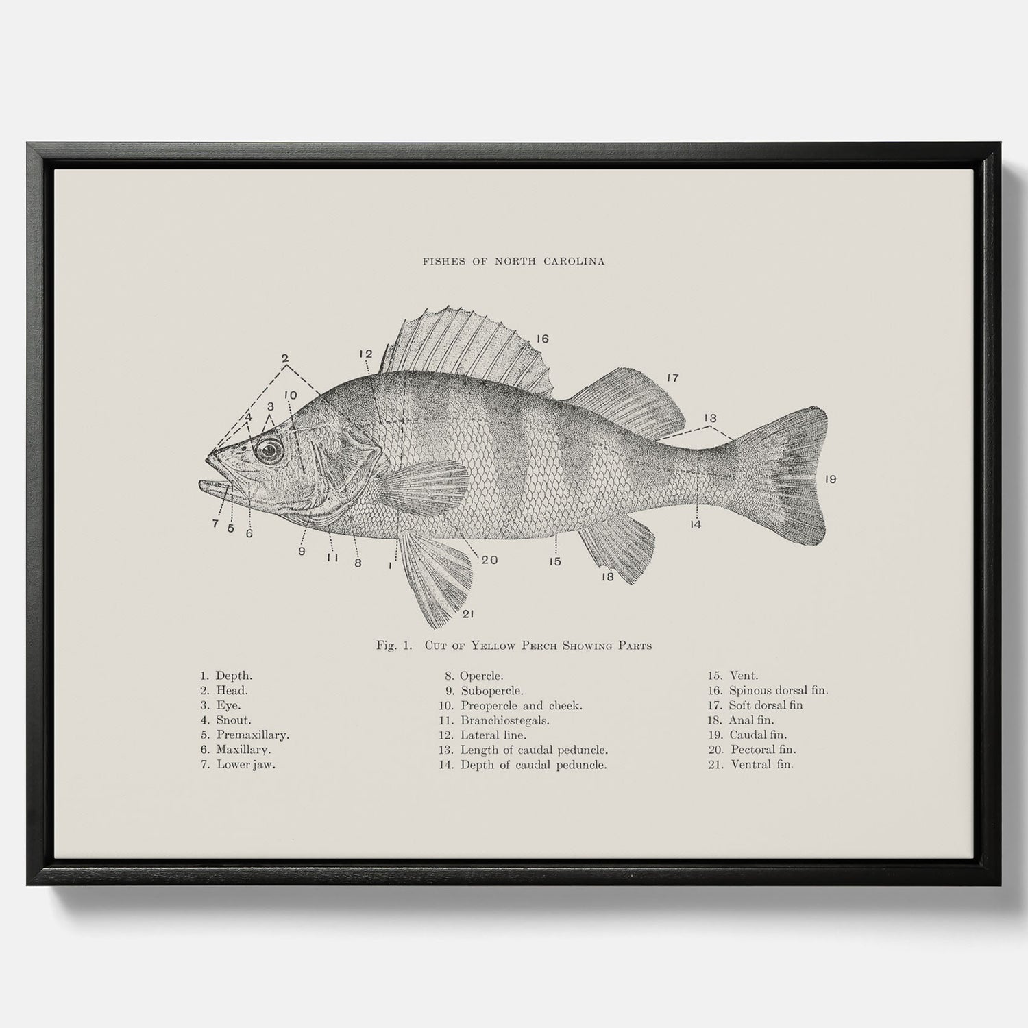 Canvas med Abborre poster No.2 – Fiskposter – Plansch med fisk, kökstavla, köksposter, poster till kök