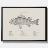 Canvas med Abborre poster No.2 – Fiskposter – Plansch med fisk, kökstavla, köksposter, poster till kök