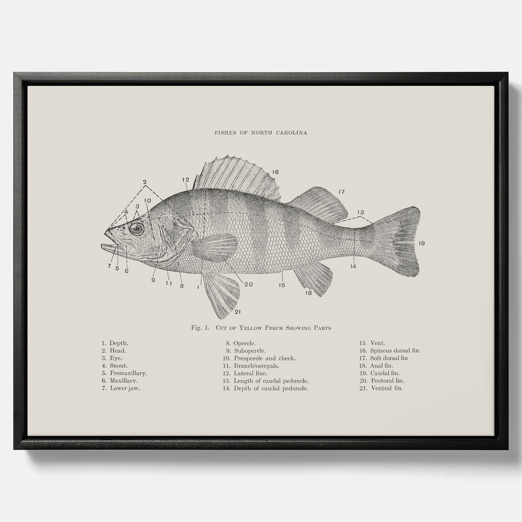 Canvas med Abborre poster No.2 – Fiskposter – Plansch med fisk, kökstavla, köksposter, poster till kök