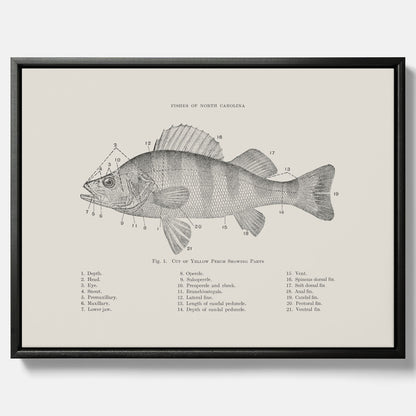 Canvas med Abborre poster No.2 – Fiskposter – Plansch med fisk, kökstavla, köksposter, poster till kök
