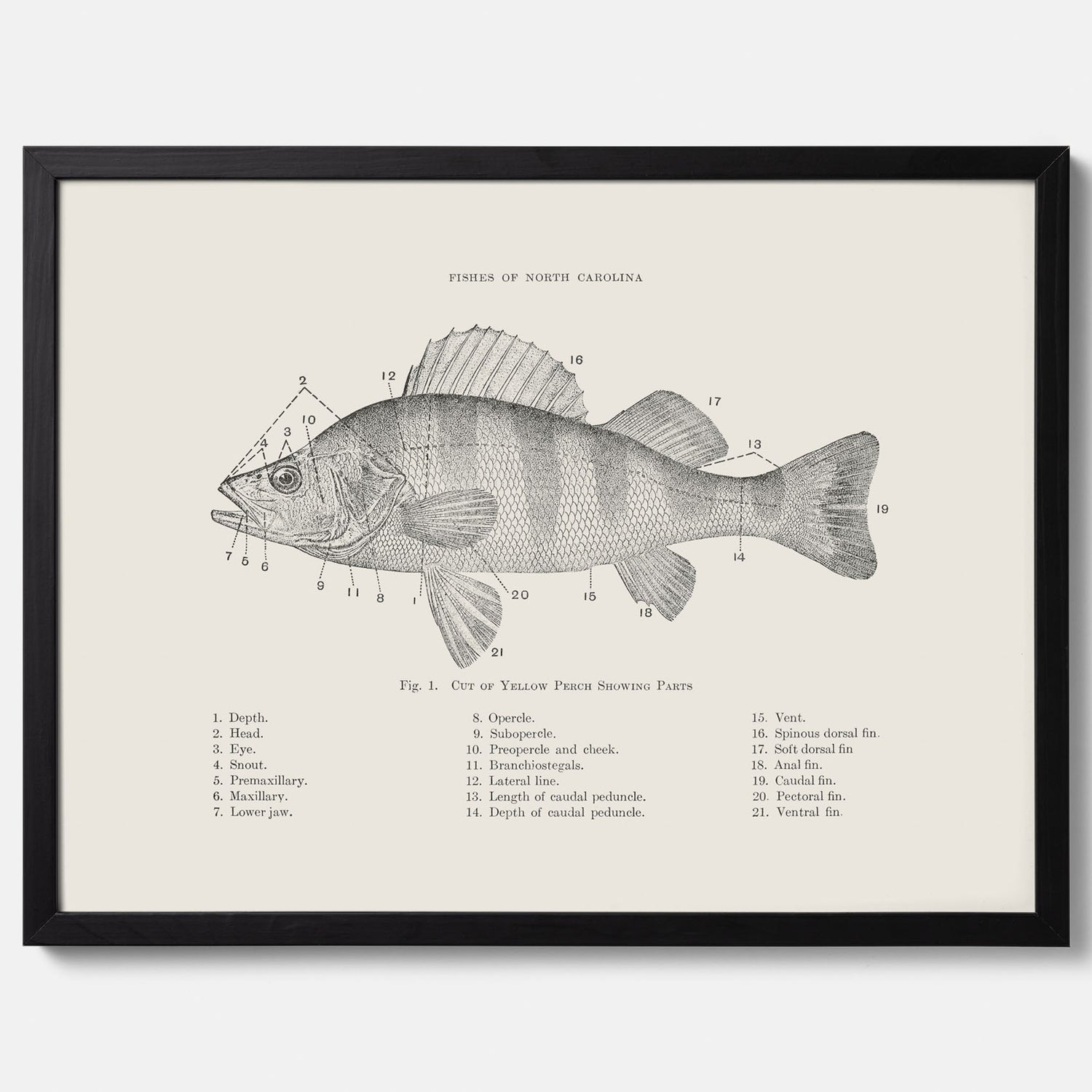 Abborre poster No.2 – Fiskposter – Plansch med fisk, kökstavla, köksposter, poster till kök