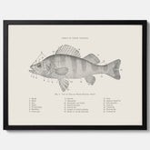 Abborre poster No.2 – Fiskposter – Plansch med fisk, kökstavla, köksposter, poster till kök