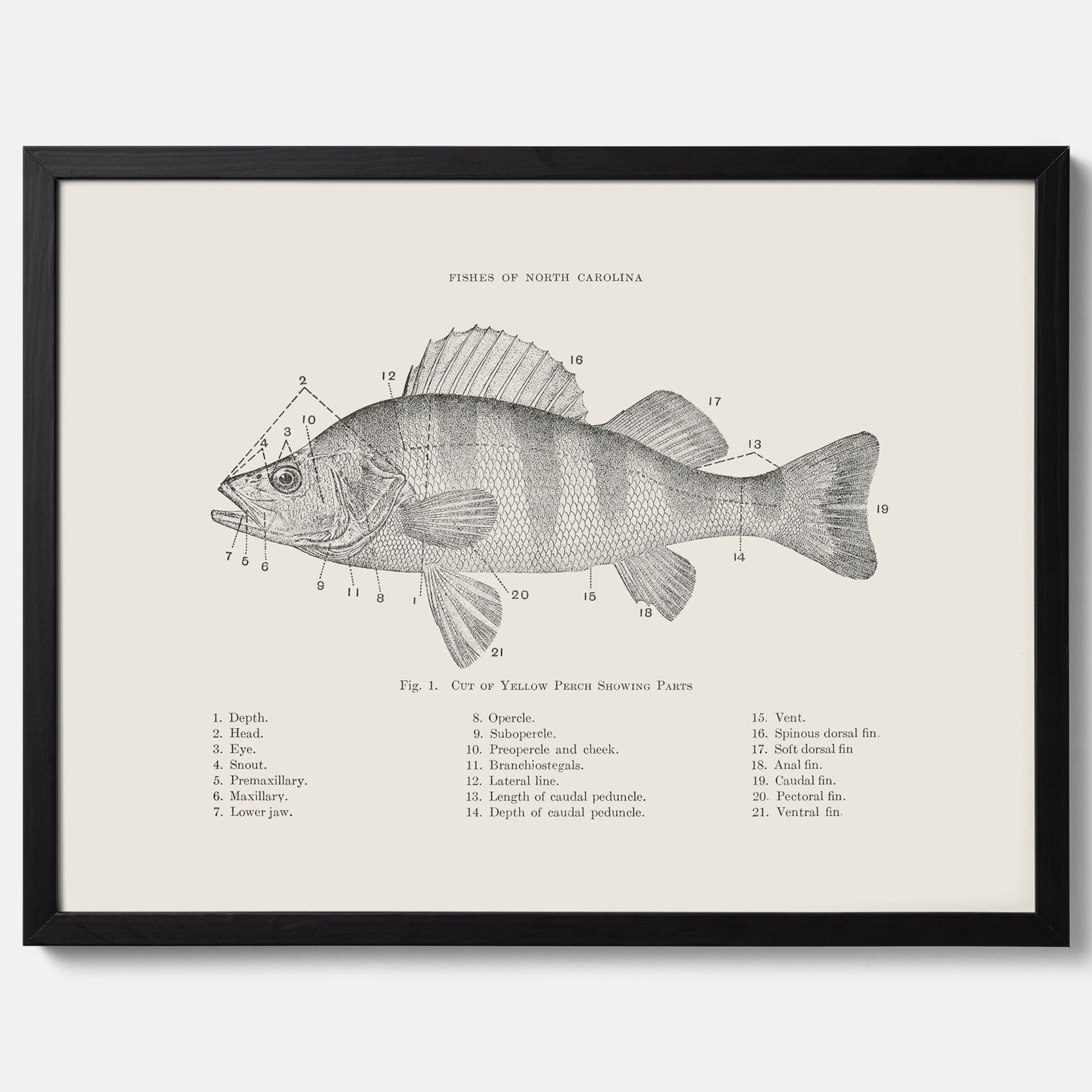 Abborre poster No.2 – Fiskposter – Plansch med fisk, kökstavla, köksposter, poster till kök