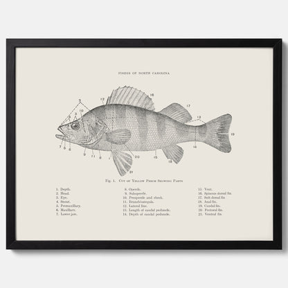 Abborre poster No.2 – Fiskposter – Plansch med fisk, kökstavla, köksposter, poster till kök