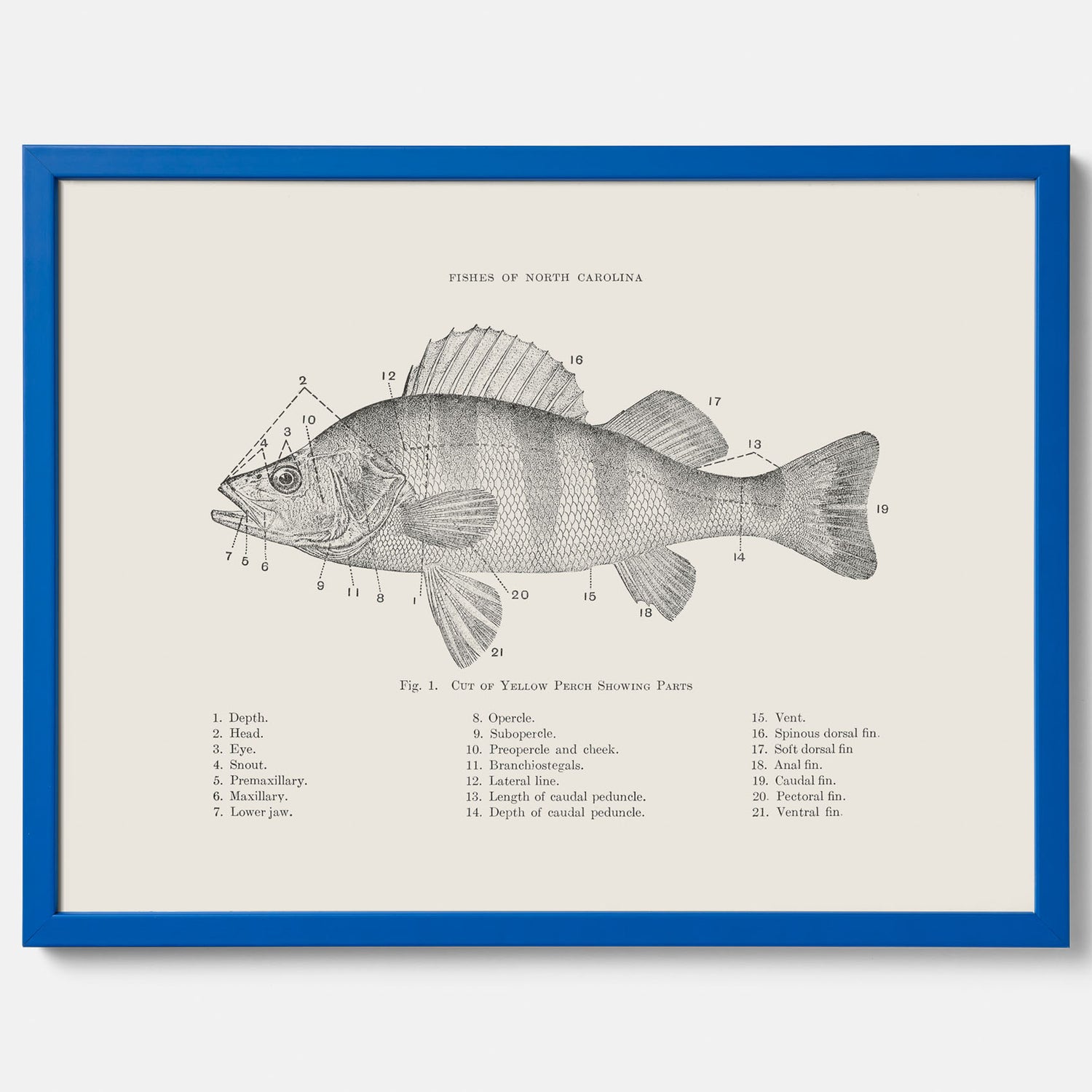 Abborre poster No.2 – Fiskposter – Plansch med fisk, kökstavla, köksposter, poster till kök