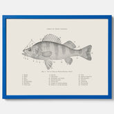 Abborre poster No.2 – Fiskposter – Plansch med fisk, kökstavla, köksposter, poster till kök