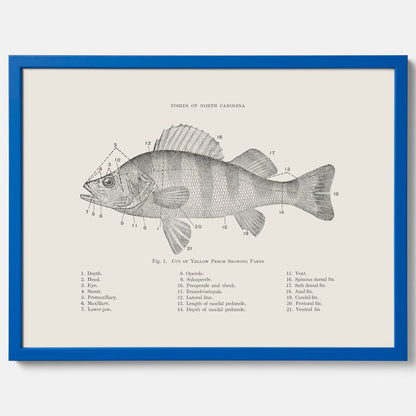 Abborre poster No.2 – Fiskposter – Plansch med fisk, kökstavla, köksposter, poster till kök