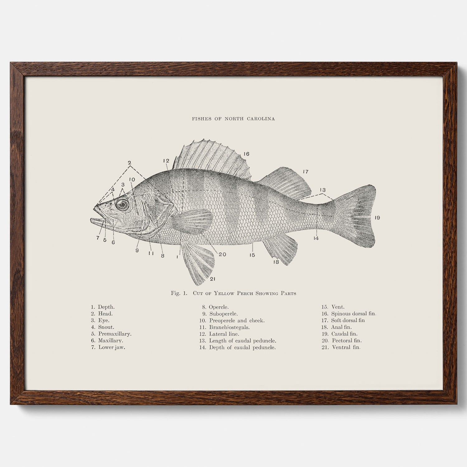 Abborre poster No.2 – Fiskposter – Plansch med fisk, kökstavla, köksposter, poster till kök
