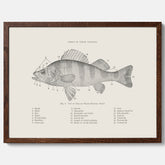 Abborre poster No.2 – Fiskposter – Plansch med fisk, kökstavla, köksposter, poster till kök