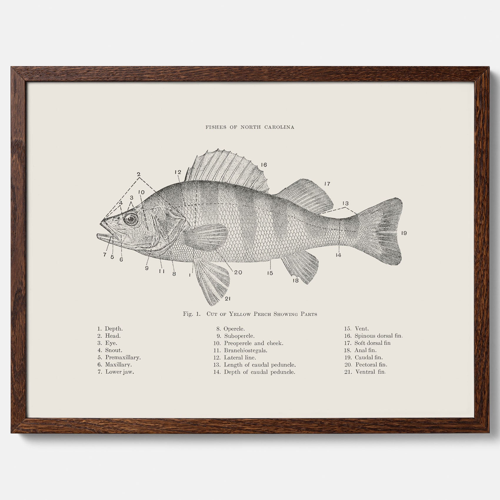 Abborre poster No.2 – Fiskposter – Plansch med fisk, kökstavla, köksposter, poster till kök
