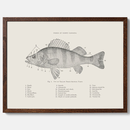 Abborre poster No.2 – Fiskposter – Plansch med fisk, kökstavla, köksposter, poster till kök