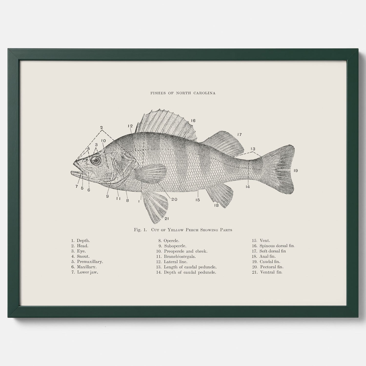 Abborre poster No.2 – Fiskposter – Plansch med fisk, kökstavla, köksposter, poster till kök