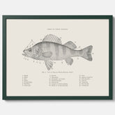 Abborre poster No.2 – Fiskposter – Plansch med fisk, kökstavla, köksposter, poster till kök
