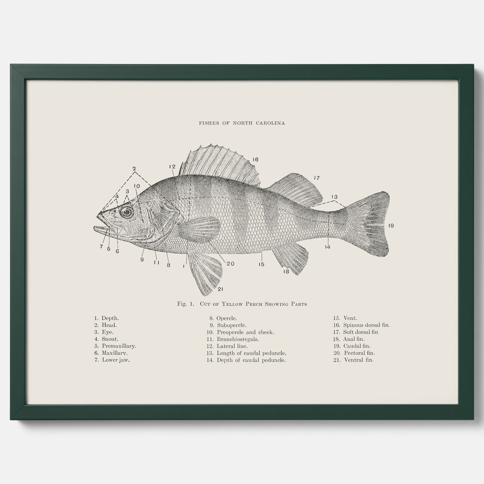 Abborre poster No.2 – Fiskposter – Plansch med fisk, kökstavla, köksposter, poster till kök
