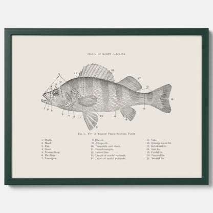 Abborre poster No.2 – Fiskposter – Plansch med fisk, kökstavla, köksposter, poster till kök