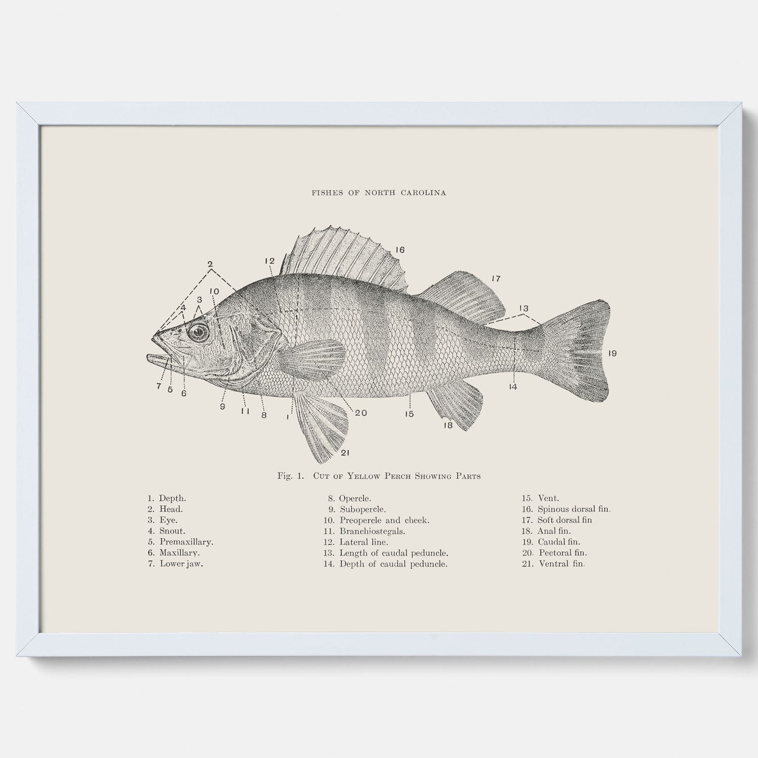 Abborre poster No.2 – Fiskposter – Plansch med fisk, kökstavla, köksposter, poster till kök