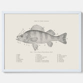 Abborre poster No.2 – Fiskposter – Plansch med fisk, kökstavla, köksposter, poster till kök