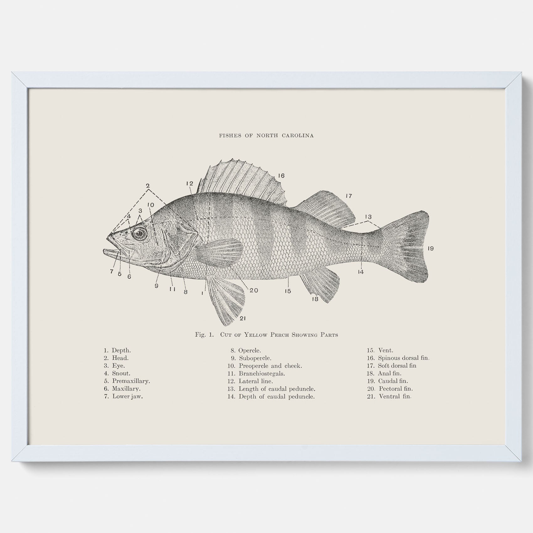 Abborre poster No.2 – Fiskposter – Plansch med fisk, kökstavla, köksposter, poster till kök