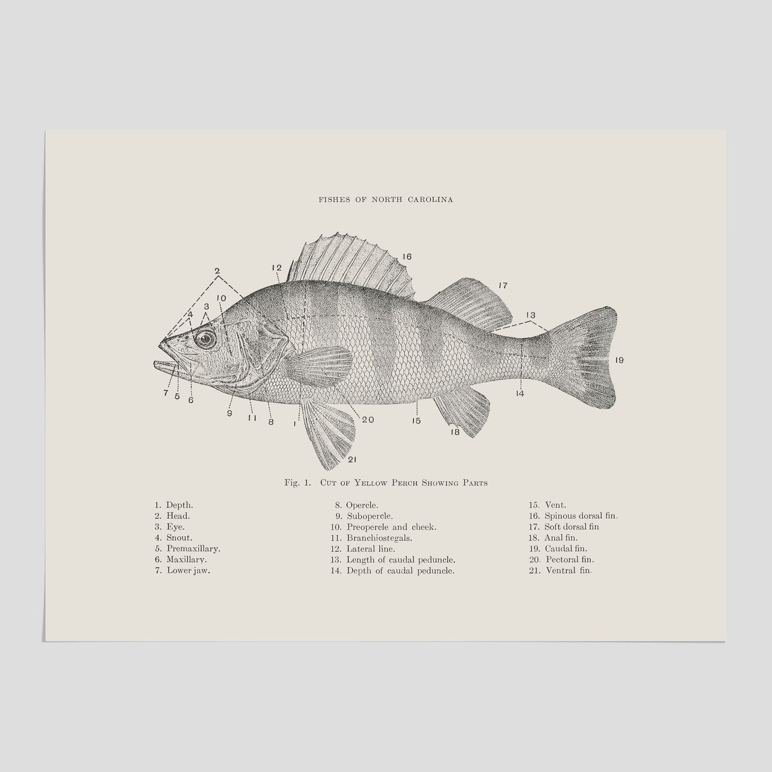 Abborre poster No.2 – Fiskposter – Plansch med fisk, kökstavla, köksposter, poster till kök