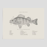 Abborre poster No.2 – Fiskposter – Plansch med fisk, kökstavla, köksposter, poster till kök