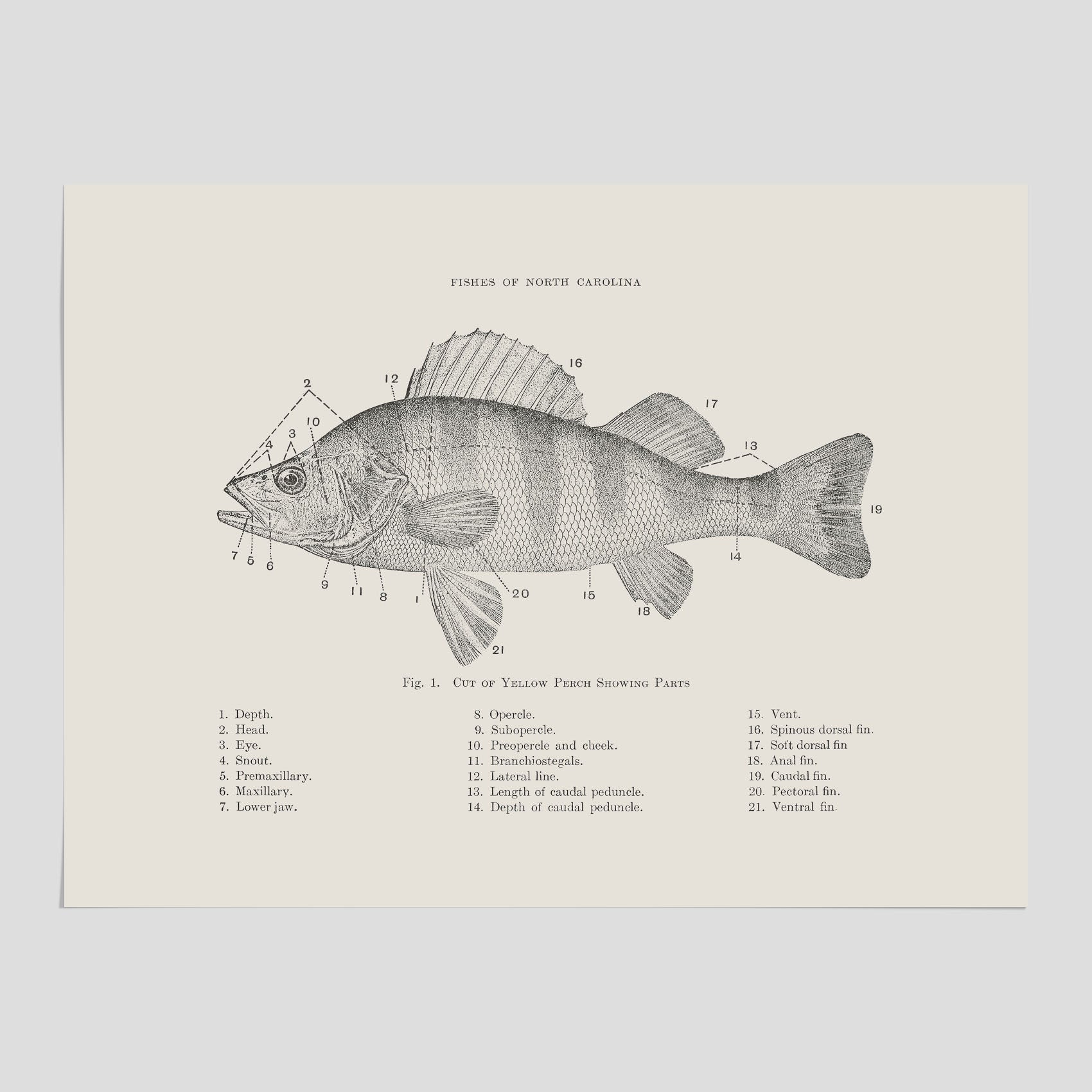 Abborre poster No.2 – Fiskposter – Plansch med fisk, kökstavla, köksposter, poster till kök