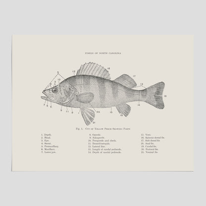 Abborre poster No.2 – Fiskposter – Plansch med fisk, kökstavla, köksposter, poster till kök