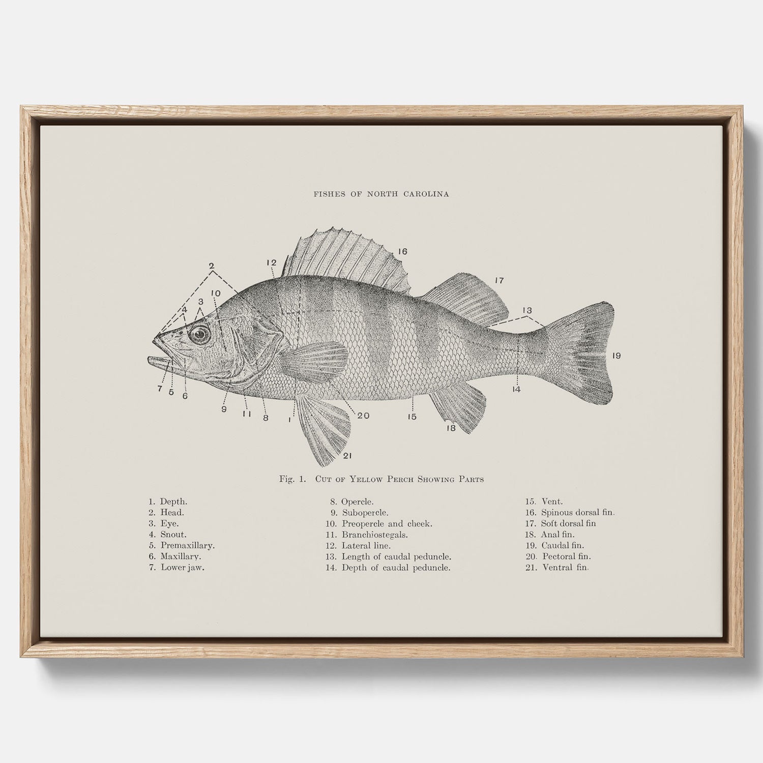 Canvas med Abborre poster No.2 – Fiskposter – Plansch med fisk, kökstavla, köksposter, poster till kök