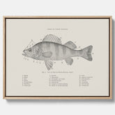 Canvas med Abborre poster No.2 – Fiskposter – Plansch med fisk, kökstavla, köksposter, poster till kök