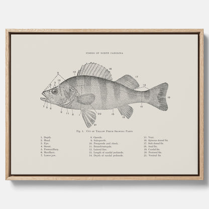 Canvas med Abborre poster No.2 – Fiskposter – Plansch med fisk, kökstavla, köksposter, poster till kök