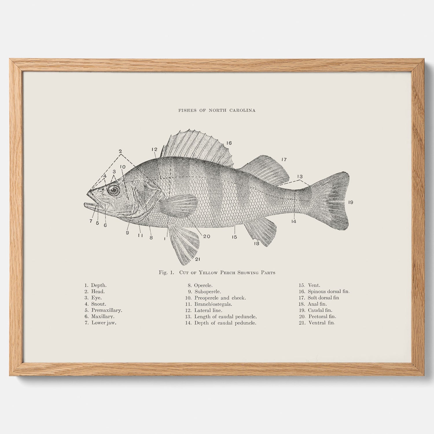 Abborre poster No.2 – Fiskposter – Plansch med fisk, kökstavla, köksposter, poster till kök