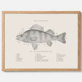 Abborre poster No.2 – Fiskposter – Plansch med fisk, kökstavla, köksposter, poster till kök