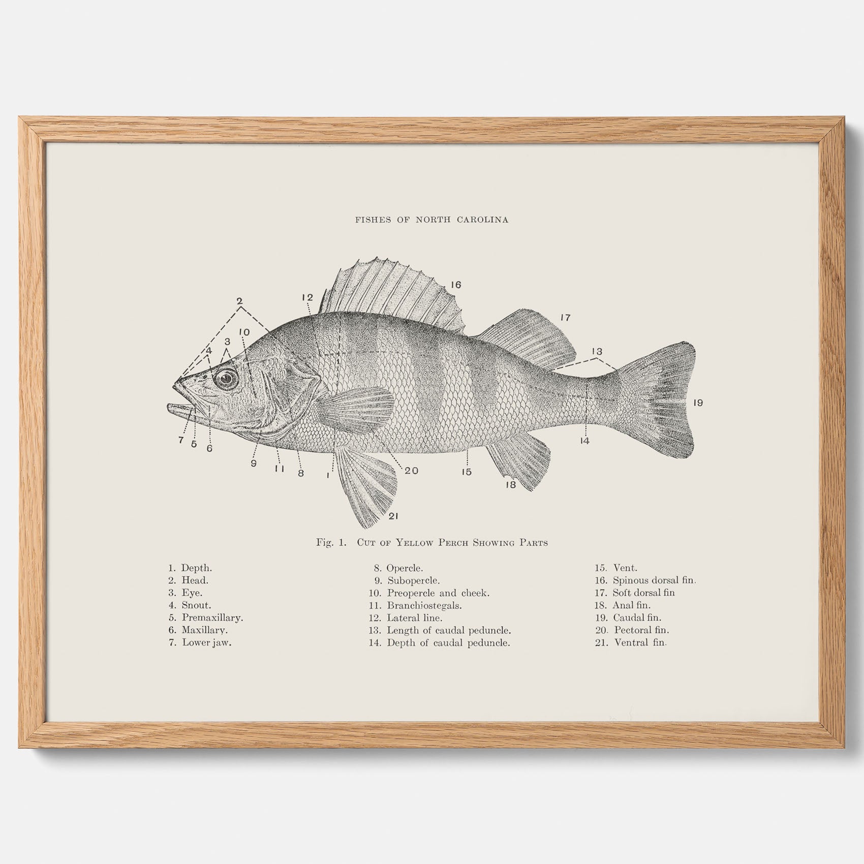Abborre poster No.2 – Fiskposter – Plansch med fisk, kökstavla, köksposter, poster till kök