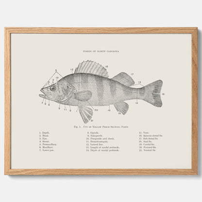 Abborre poster No.2 – Fiskposter – Plansch med fisk, kökstavla, köksposter, poster till kök