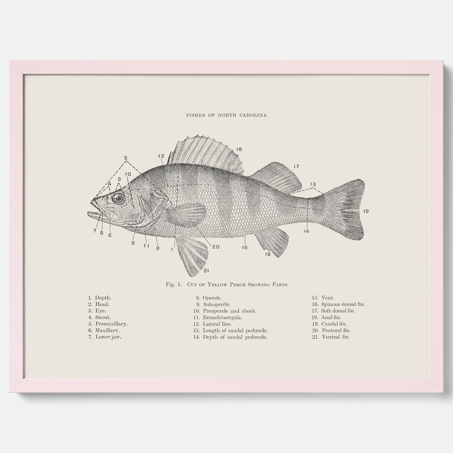 Abborre poster No.2 – Fiskposter – Plansch med fisk, kökstavla, köksposter, poster till kök