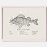 Abborre poster No.2 – Fiskposter – Plansch med fisk, kökstavla, köksposter, poster till kök