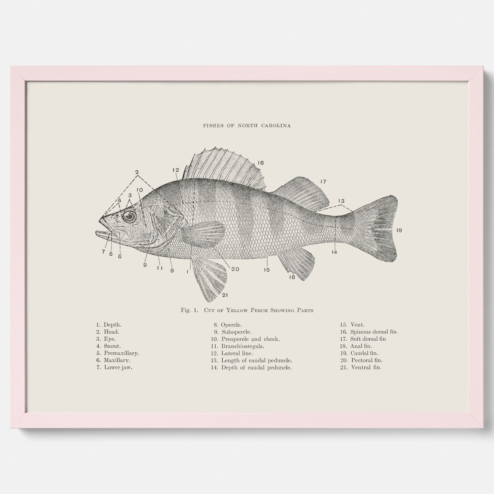 Abborre poster No.2 – Fiskposter – Plansch med fisk, kökstavla, köksposter, poster till kök