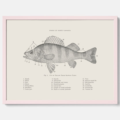 Abborre poster No.2 – Fiskposter – Plansch med fisk, kökstavla, köksposter, poster till kök