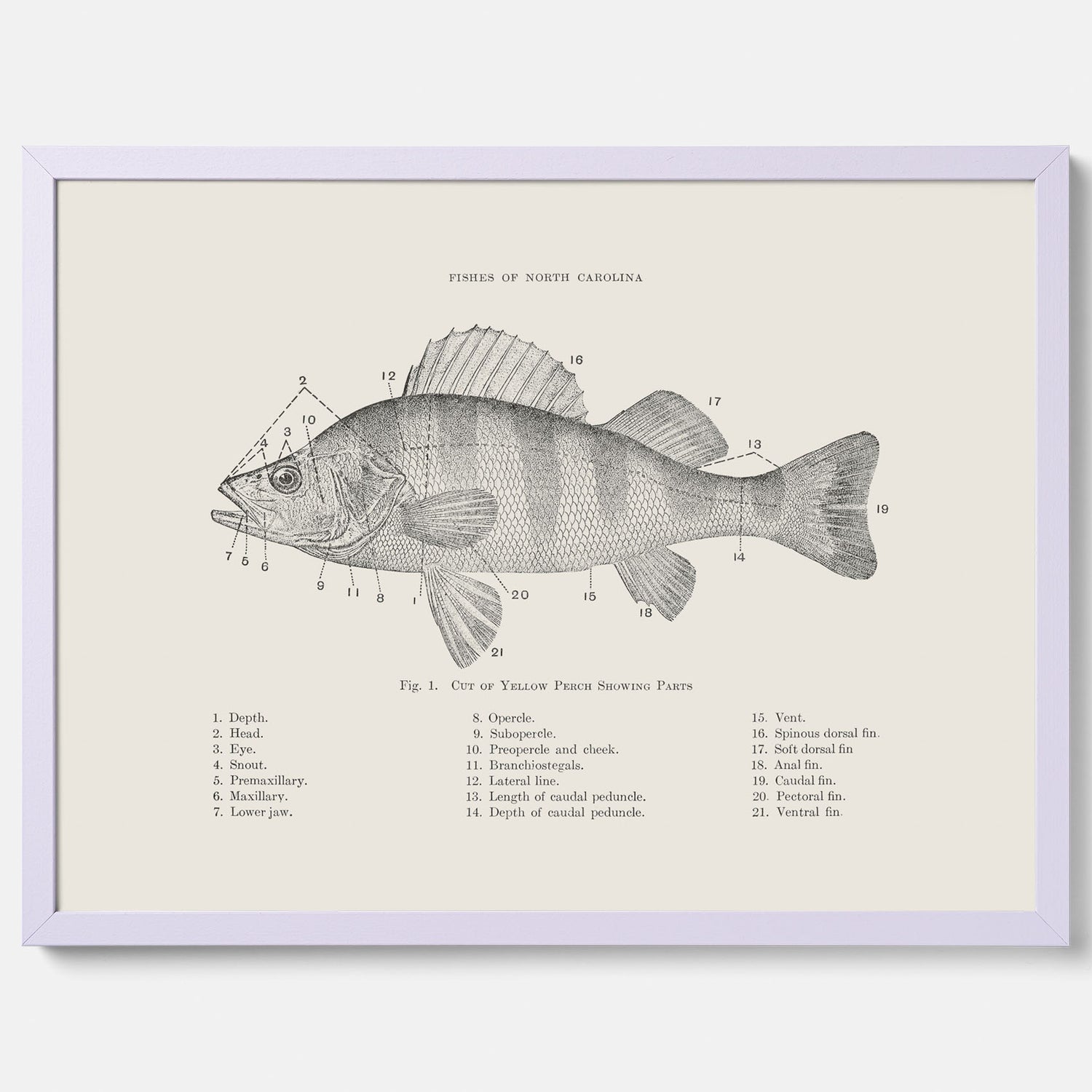 Abborre poster No.2 – Fiskposter – Plansch med fisk, kökstavla, köksposter, poster till kök