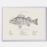 Abborre poster No.2 – Fiskposter – Plansch med fisk, kökstavla, köksposter, poster till kök