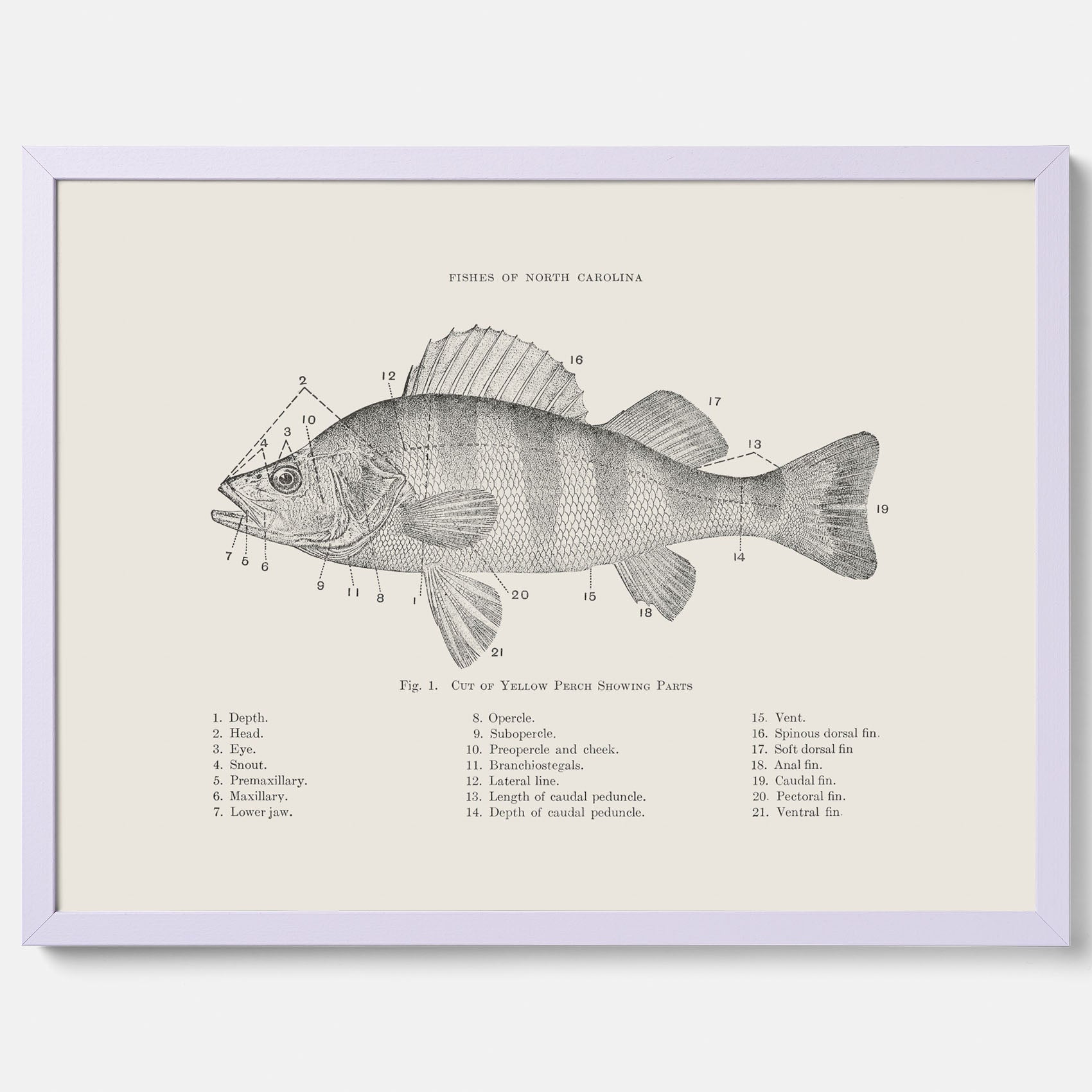 Abborre poster No.2 – Fiskposter – Plansch med fisk, kökstavla, köksposter, poster till kök