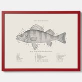 Abborre poster No.2 – Fiskposter – Plansch med fisk, kökstavla, köksposter, poster till kök