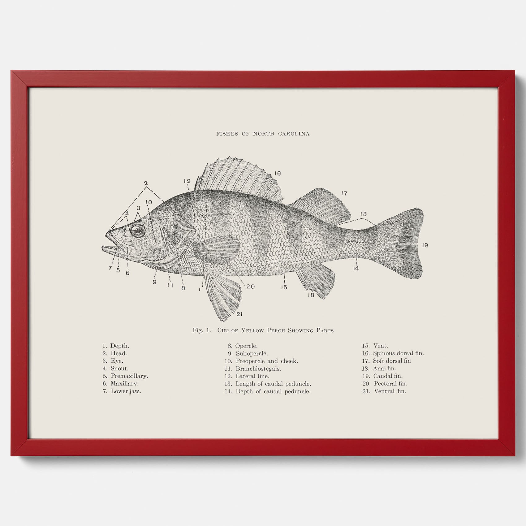 Abborre poster No.2 – Fiskposter – Plansch med fisk, kökstavla, köksposter, poster till kök
