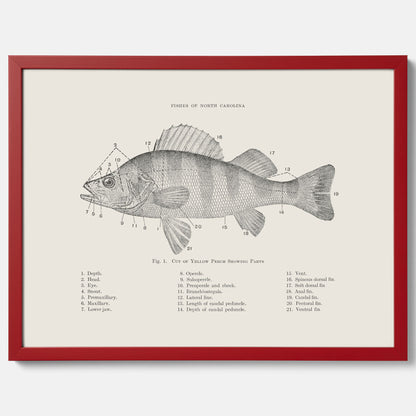 Abborre poster No.2 – Fiskposter – Plansch med fisk, kökstavla, köksposter, poster till kök