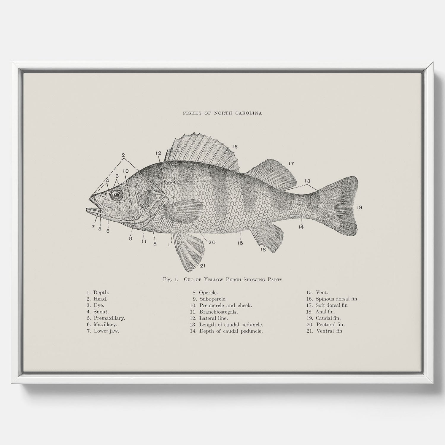 Canvas med Abborre poster No.2 – Fiskposter – Plansch med fisk, kökstavla, köksposter, poster till kök