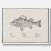 Canvas med Abborre poster No.2 – Fiskposter – Plansch med fisk, kökstavla, köksposter, poster till kök