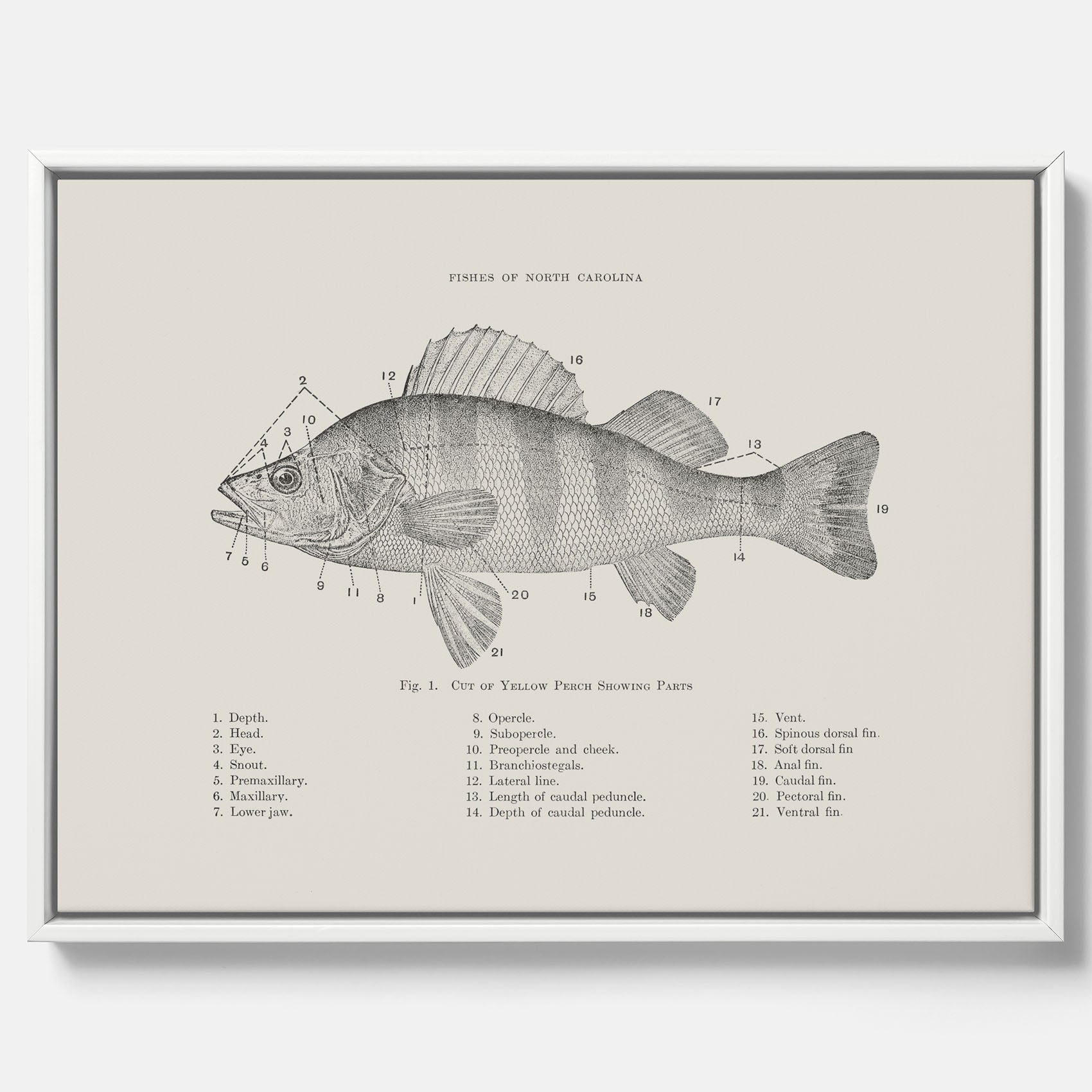 Canvas med Abborre poster No.2 – Fiskposter – Plansch med fisk, kökstavla, köksposter, poster till kök