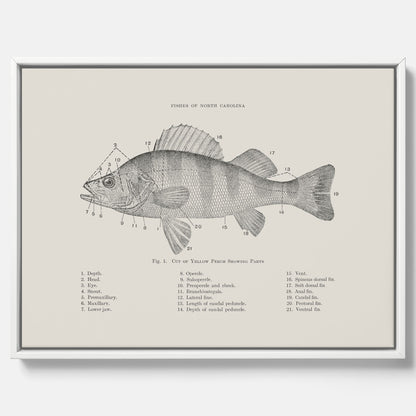 Canvas med Abborre poster No.2 – Fiskposter – Plansch med fisk, kökstavla, köksposter, poster till kök
